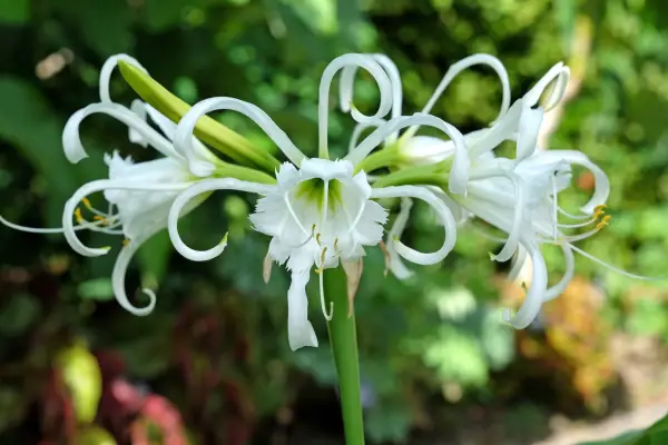 White spider lily (Lycoris albiflora). Getty Images
