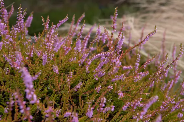Calluna vulgaris
