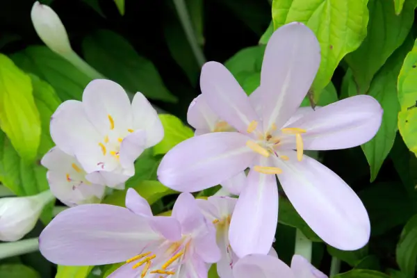 Pale purple autumn crocus flowers