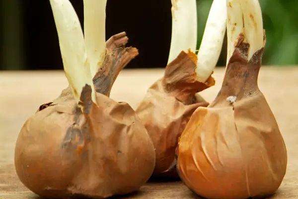 Autumn crocus corms with visible offsets for propagation