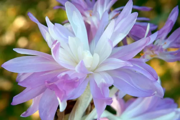 Purple colchicum flower