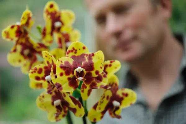Sprays of brown-speckled yellow cymbidium flowers