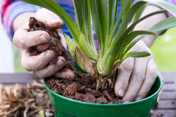 Potting up a cymbidium