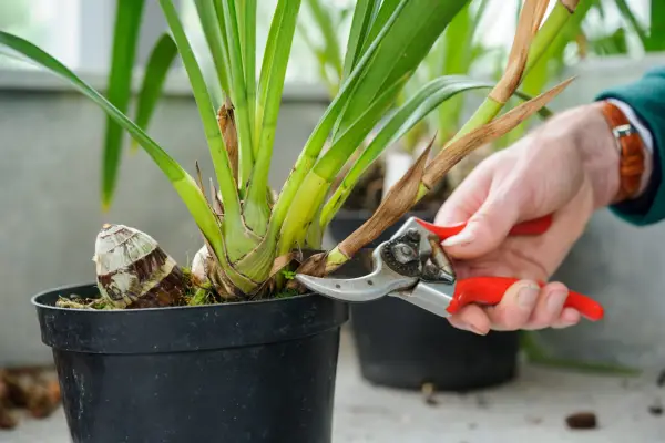 Cutting a cymbidium flower spike