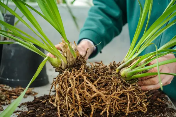 Dividing a congested cymbidium orchid