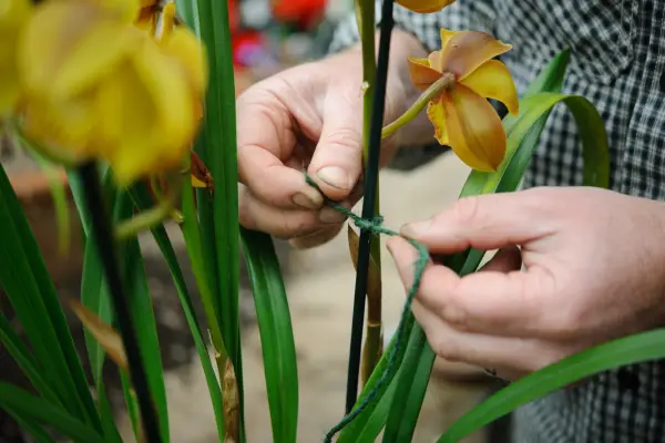Tying a flower spike to a cane
