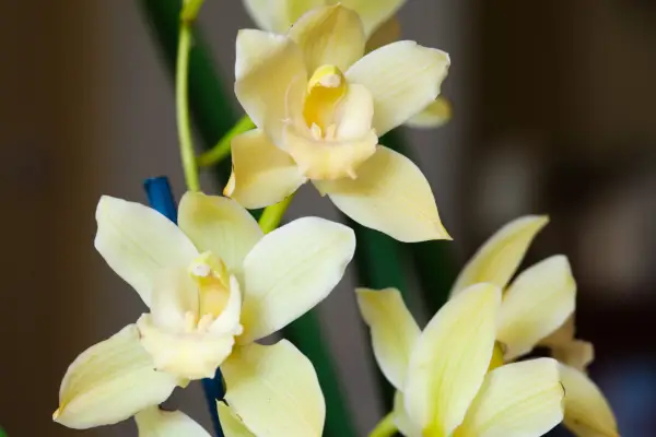 A flowering pale yellow cymbidium
