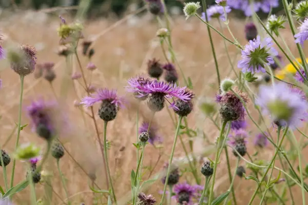 Common knapweed growing in a meadow