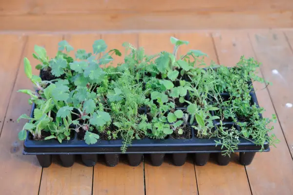 Knapweed seedlings growing with others in a seed tray