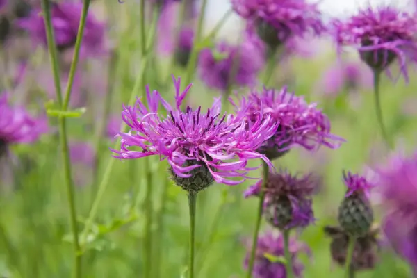 Common knapweed, Centaurea nigra. Getty Images