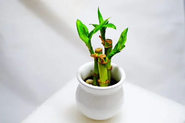 How to grow lucky bamboo – Dracaena sanderiana in a bright spot. Getty Images
