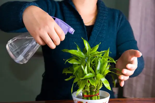 How to grow lucky bamboo – misting the leaves of Dracaena sanderiana. Getty Images