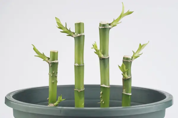 How to grow lucky bamboo – cuttings of Dracaena sanderiana. Getty Images