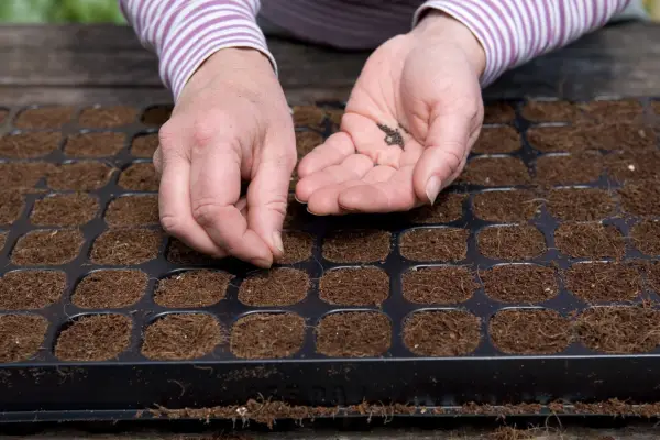 Sowing onion seed