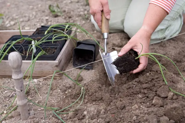 Planting out onion seedlings