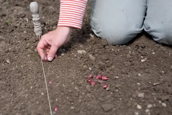 Planting onion sets