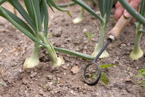 Using a hoe to remove weeds