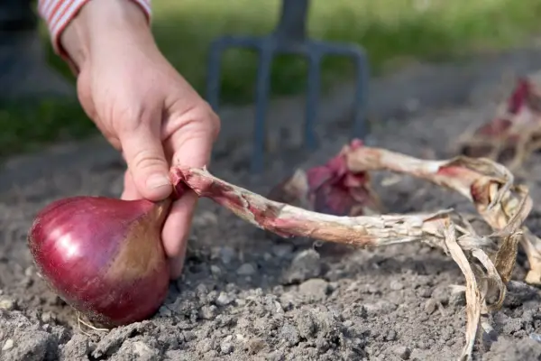Drying onions for storing