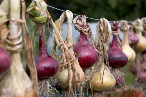 Jak pěstovat cibuli ze semen