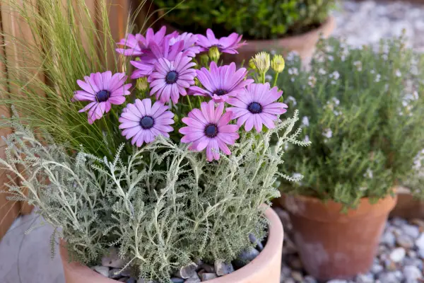 How to grow osteospermum - osteospermum growing in a pot