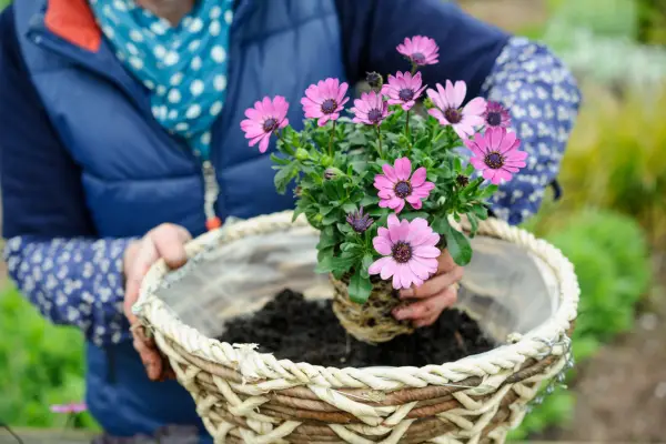 How to grow osteospermum - planting osteospermum in a hanging basket