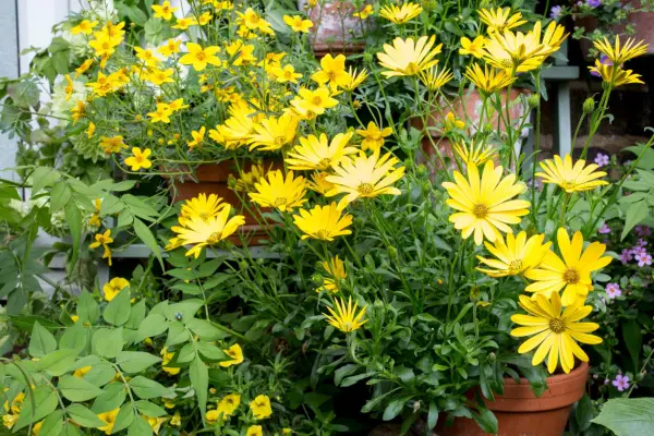 How to grow osteospermum - osteospermum varieties to try