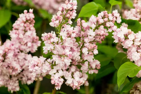 Syringa vulgaris 