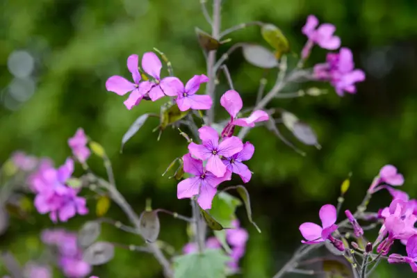 Honesty, Lunaria annua