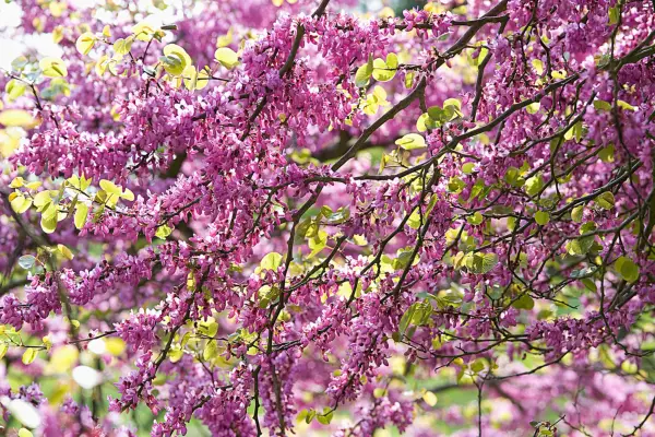 Judas tree, Cercis siliquastrum