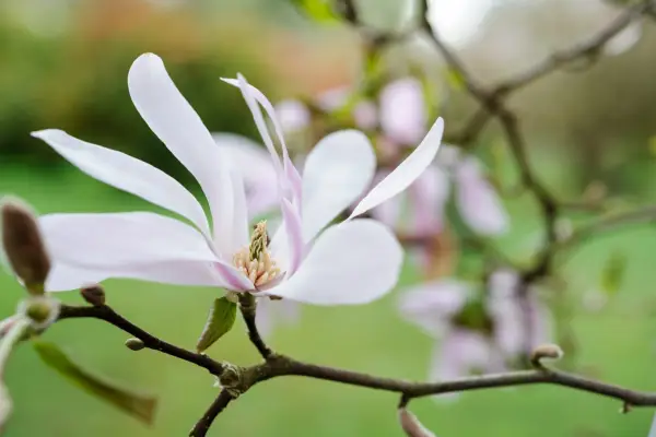 Magnolia 