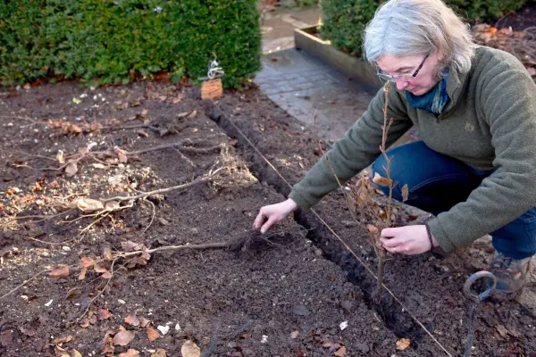 Planting a beech hedge