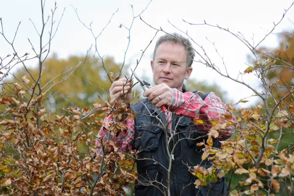 Pruning a beech hedge in autumn