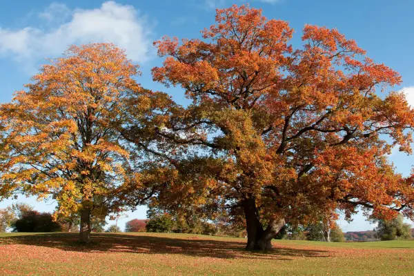How to grow beech. Getty Images