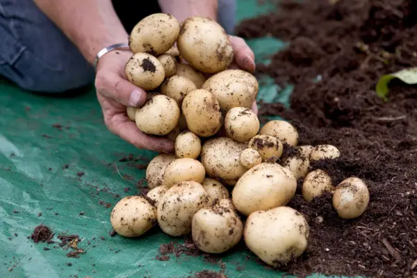 Harvesting potatoes