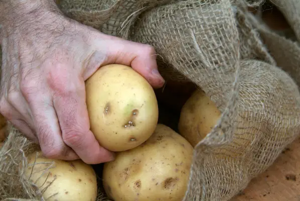 How to grow potatoes – how to store potatoes