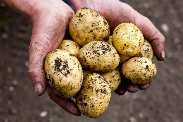 How to grow potatoes
