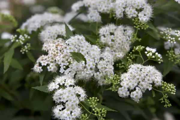 Spiraea japonica 