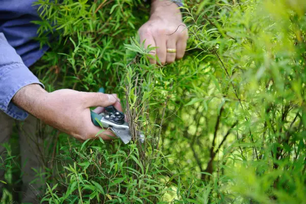 Pruning summer-flowering spiraea