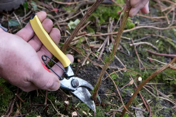 Pruning spiraea in early spring