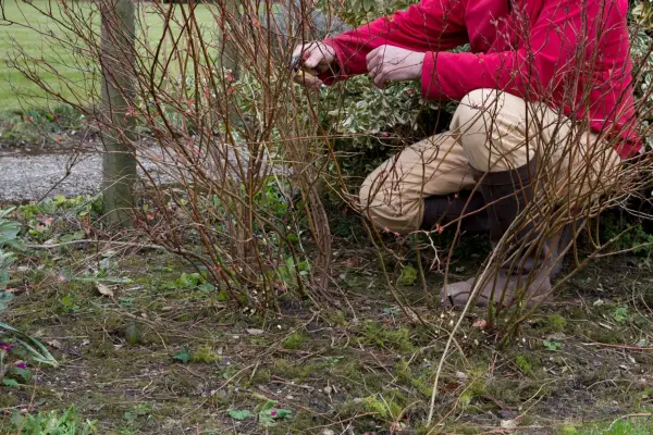 Cutting back spiraea in winter