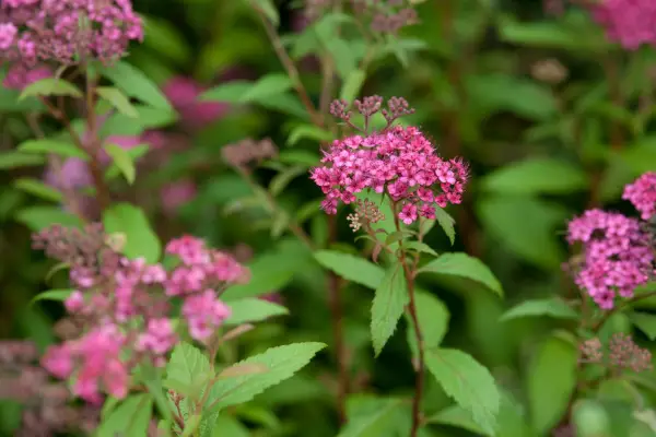 Spiraea japonica 