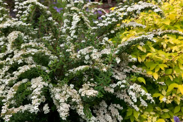 Hvordan dyrke SPIREA