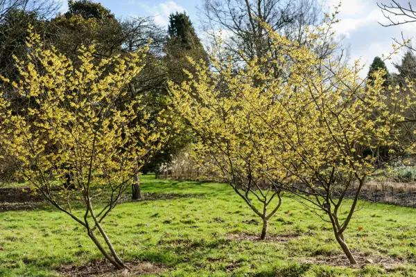 Witch hazels planted in a lawn