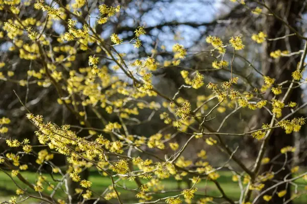 Witch hazel flowers