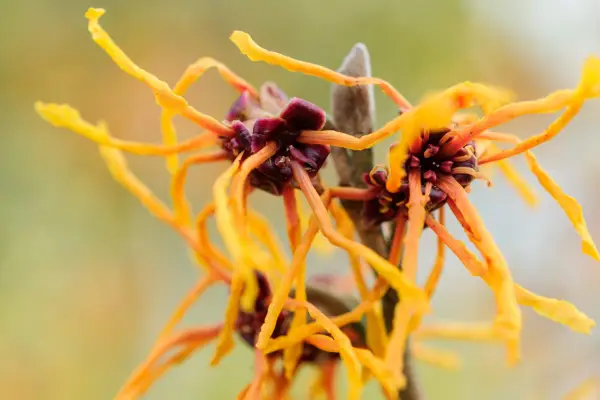 Hamamelis x Intermedia 