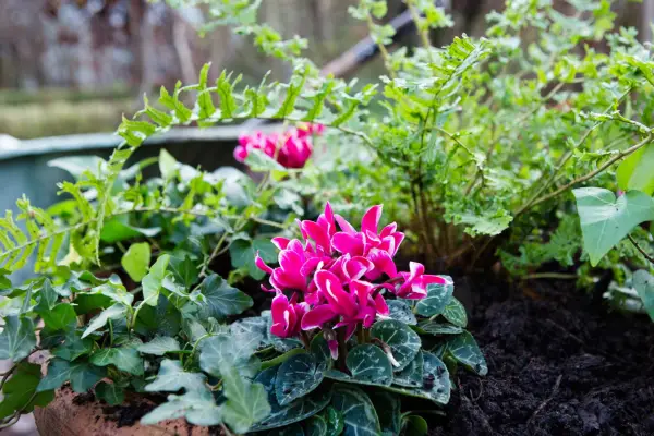 Dryopteris cristata planted with Hedera mein herz and pink Cyclamen coum.