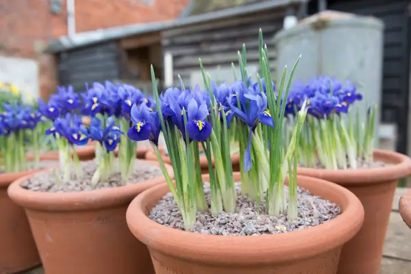 Fargerike vinterbeholdere