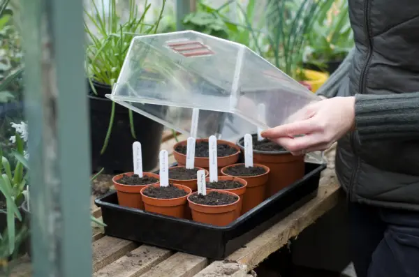 Covering the pots with a propagator lid