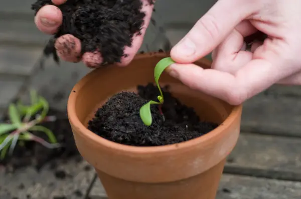 Transplanting seedlings