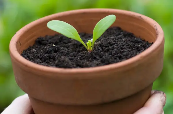 Morning glory seedling